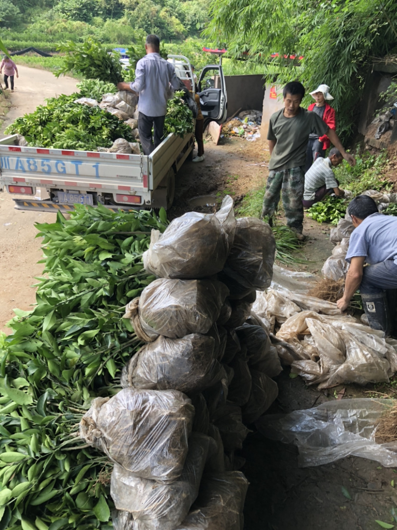 枳壳苗药枳壳药材种苗产地直销【批发+零售】技术指导