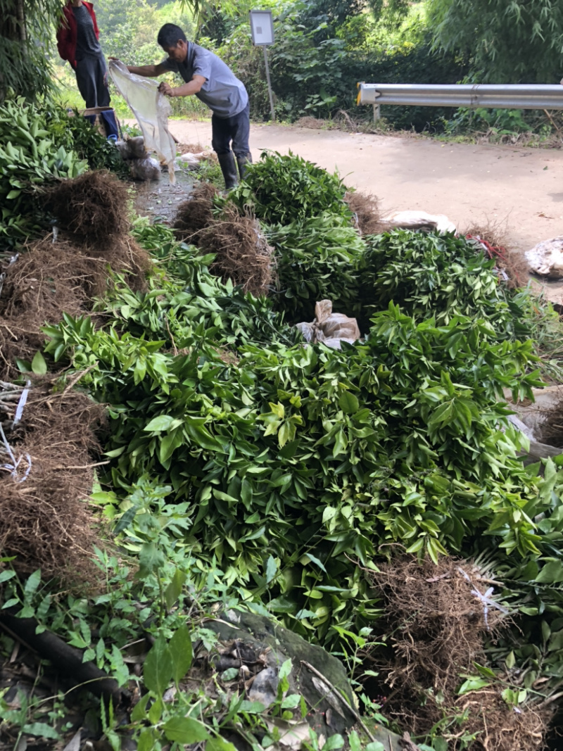 枳壳苗药枳壳药材种苗产地直销【批发+零售】技术指导