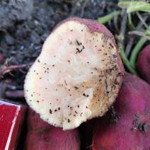 大薯红薯，苏8，凌紫，西瓜红