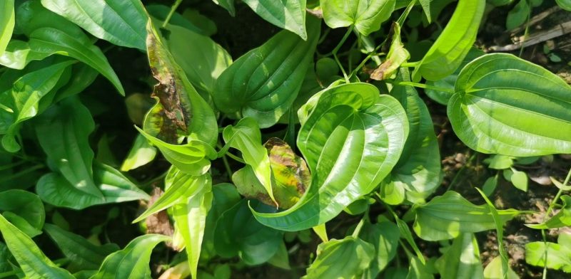 百部苗(现货，存活率好)