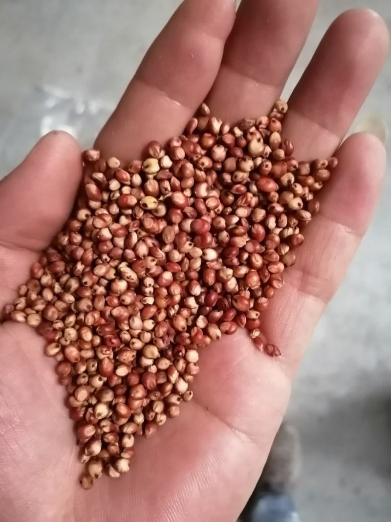 高粱，美梁净货，大量供应，广州仓库装货，常年现货供应