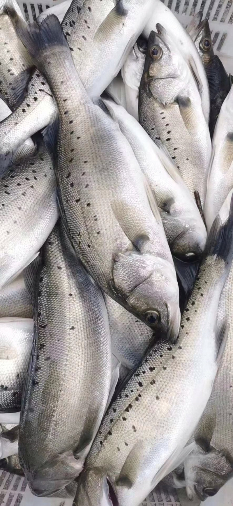 垂钓专用，食用淡水海鲈鱼海鲈海鲈海鲈海鲈海鲈