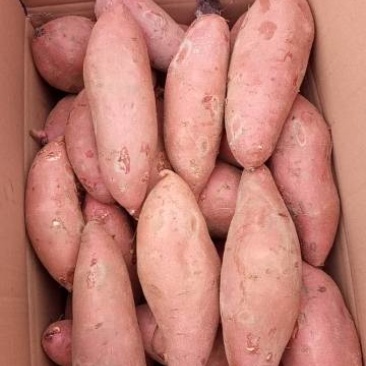 大量供应龙薯九商品薯，工厂货