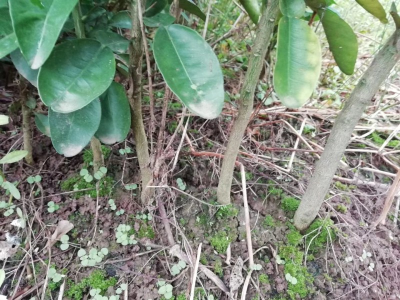 酸柚苗，酸柚实生苗，酸柚砧木