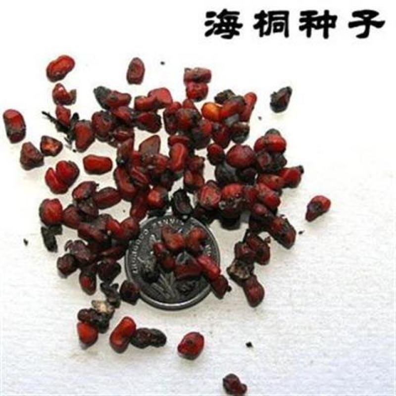海桐种子新海桐树苗种子海桐籽海桐花七里香山矾宝珠香山