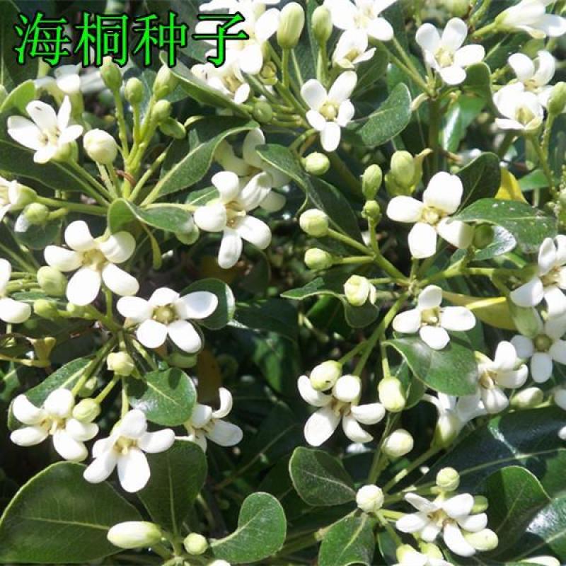 海桐种子新海桐树苗种子海桐籽海桐花七里香山矾宝珠香山