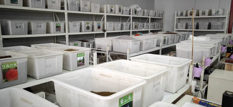 海桐种子新海桐树苗种子海桐籽海桐花七里香山矾宝珠香山