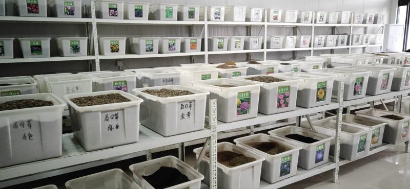 海桐种子新海桐树苗种子海桐籽海桐花七里香山矾宝珠香山