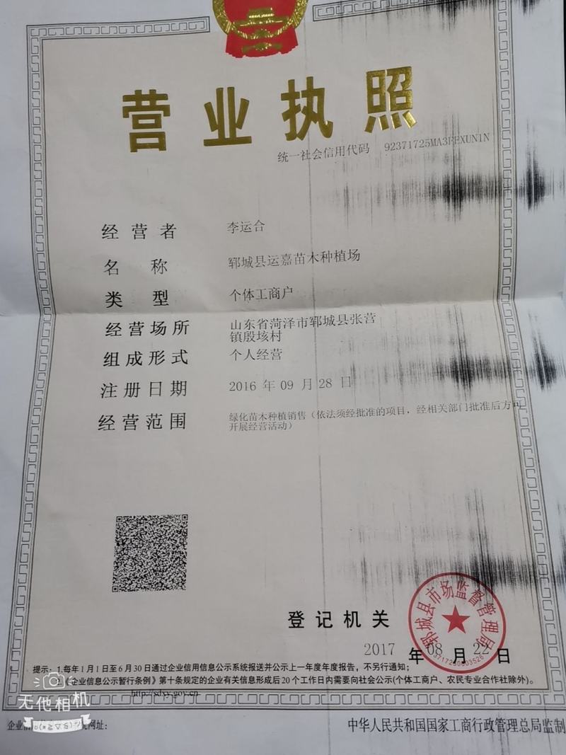 国槐10-15公分基地热销品种绿化专用可基地选苗现挖发货