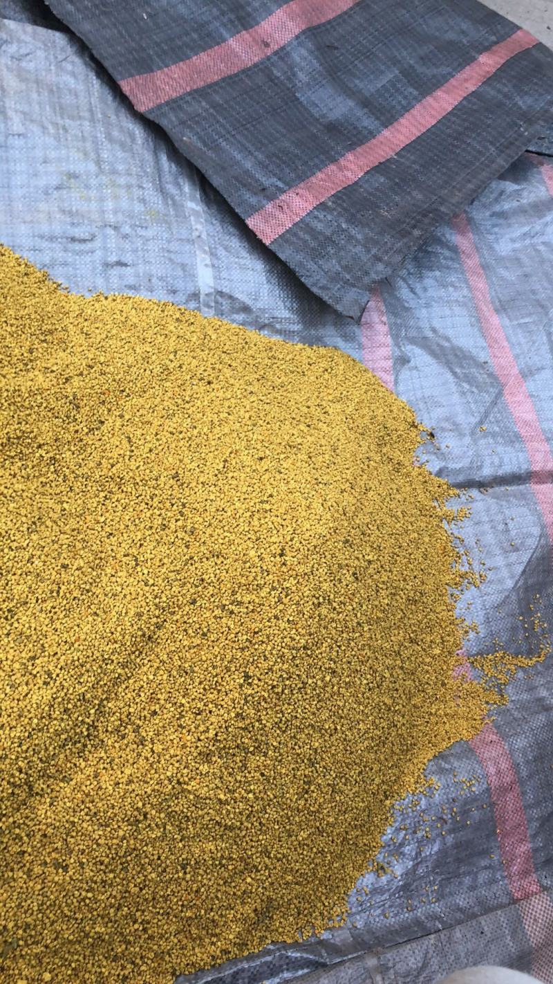 蜂花粉油菜花粉纯粉杂粉喂蜂专用品质好