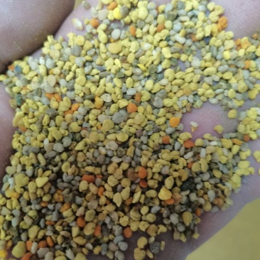 蜂花粉油菜花粉纯粉杂粉喂蜂专用品质好