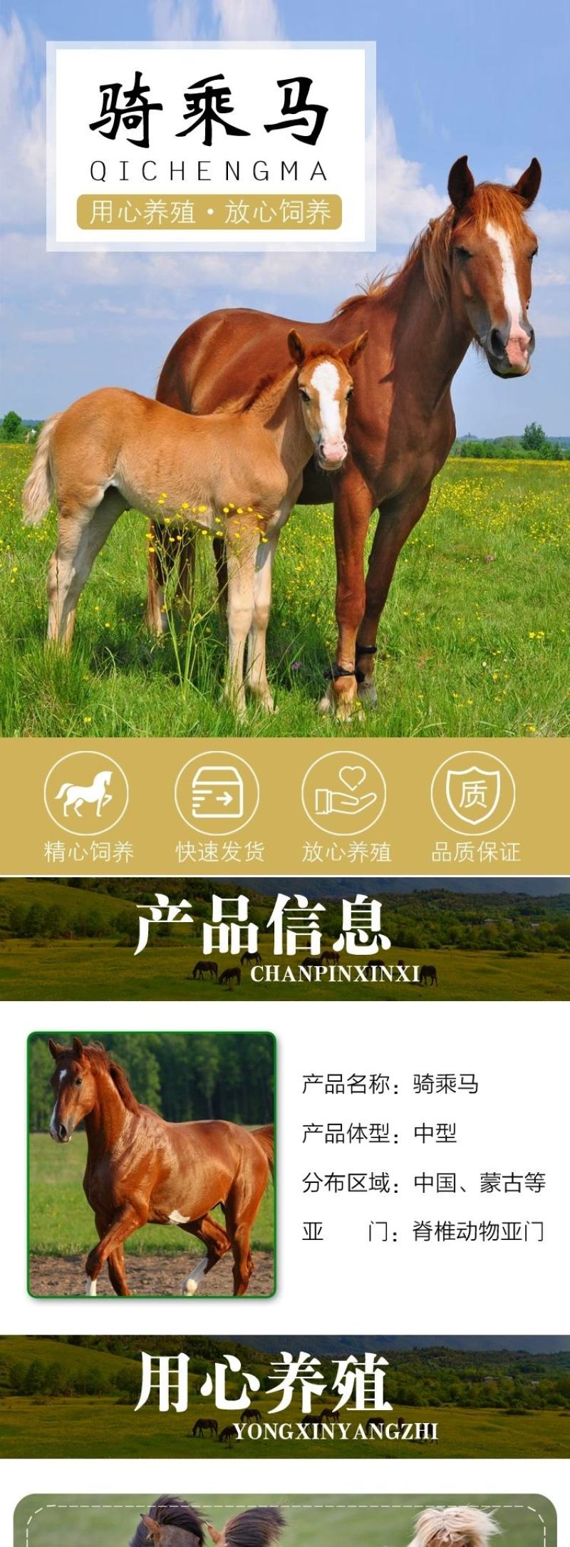 骑乘马小矮马驯养温顺纯血半血汗血马驹景区旅游区用马活体