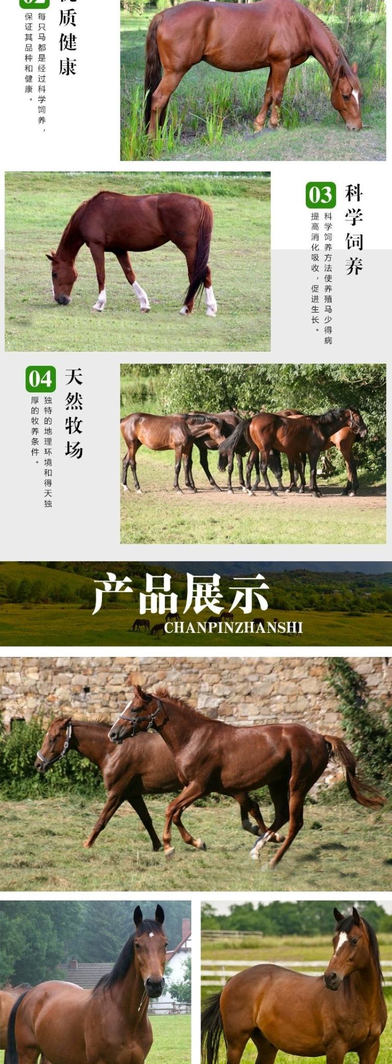 骑乘马小矮马驯养温顺纯血半血汗血马驹景区旅游区用马活体