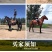 骑乘马小矮马驯养温顺纯血半血汗血马驹景区旅游区用马活体