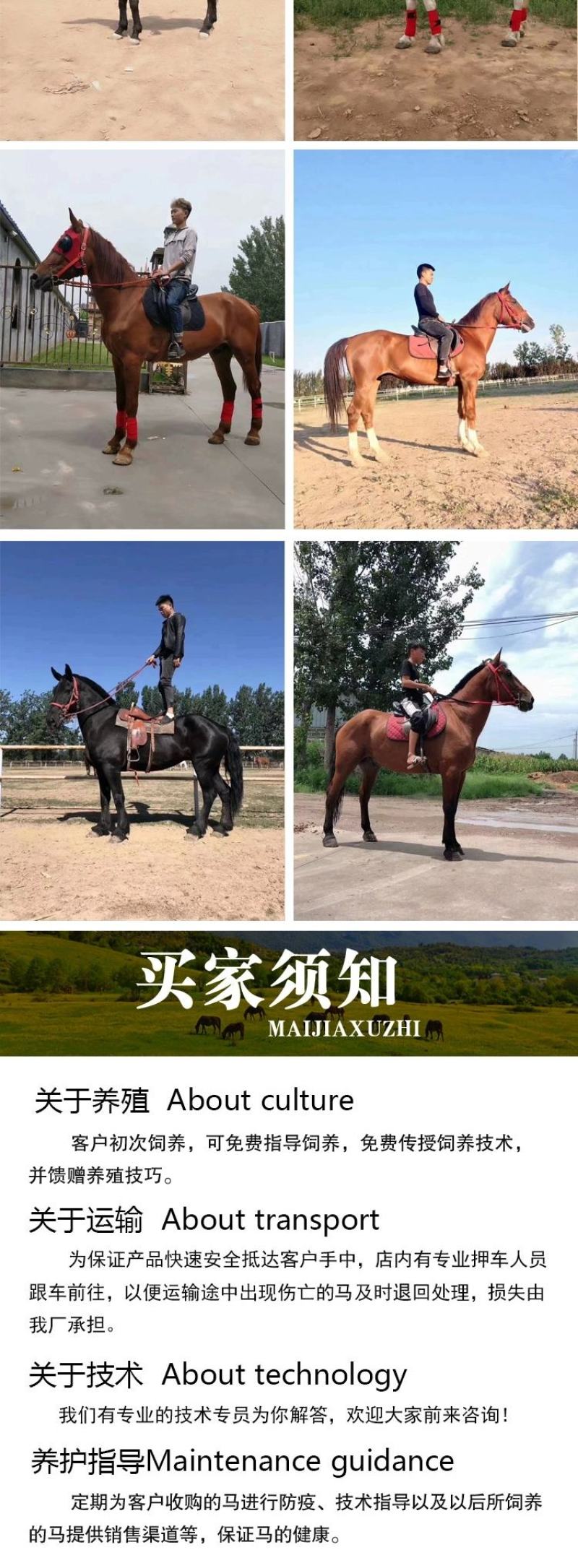 骑乘马小矮马驯养温顺纯血半血汗血马驹景区旅游区用马活体