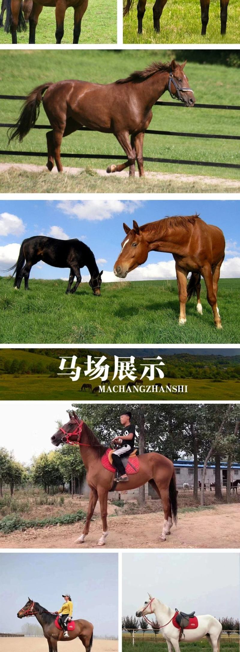 骑乘马小矮马驯养温顺纯血半血汗血马驹景区旅游区用马活体
