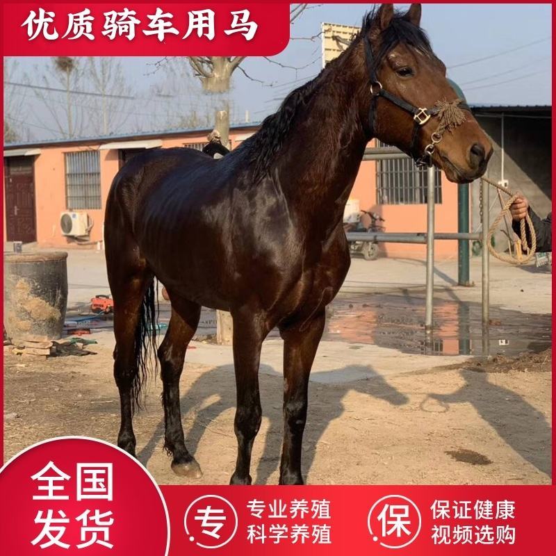 骑乘马小矮马驯养温顺纯血半血汗血马驹景区旅游区用马活体