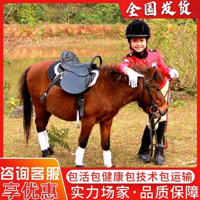 骑乘马小矮马驯养温顺纯血半血汗血马驹景区旅游区用马活体