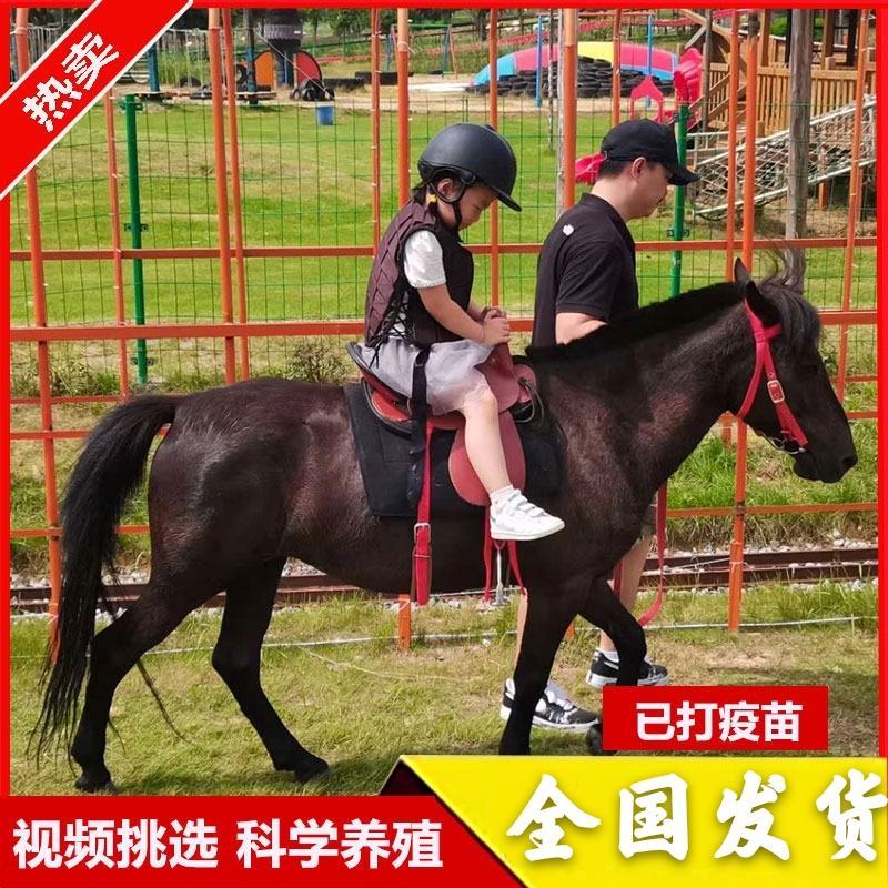 骑乘马小矮马驯养温顺纯血半血汗血马驹景区旅游区用马活体