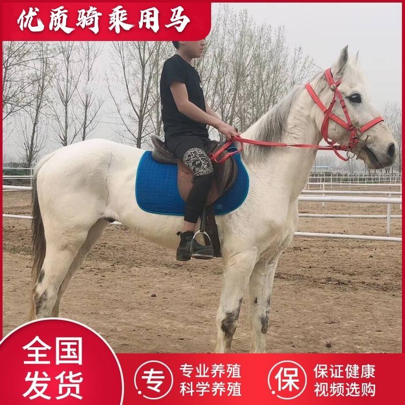 骑乘马小矮马驯养温顺纯血半血汗血马驹景区旅游区用马活体
