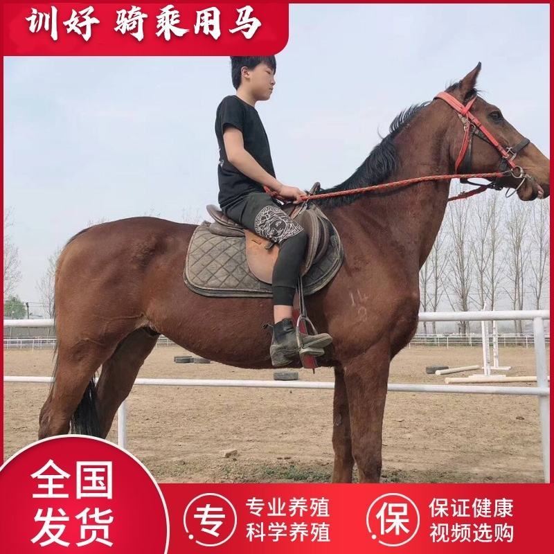 骑乘马小矮马驯养温顺纯血半血汗血马驹景区旅游区用马活体