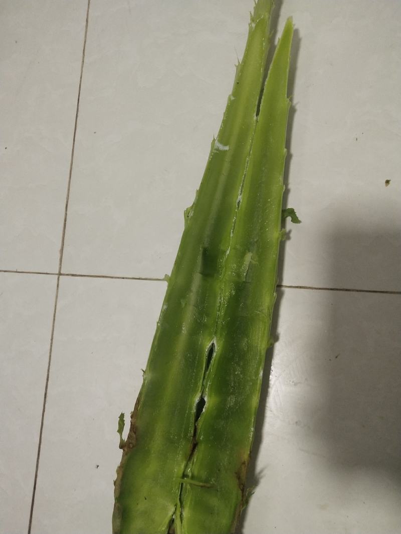 云南宾川莴笋杆子，三青莴笋杆子，一手货源产地直供