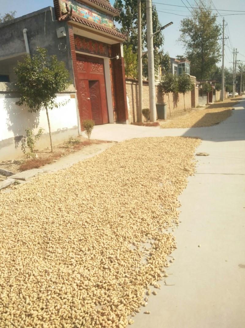 花生河南白沙油果特饱特干外观好看不带泥不带梗