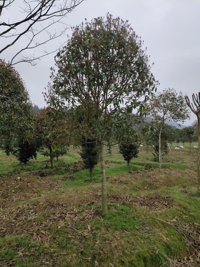 8至10公分修剪移植精品桂花出售
