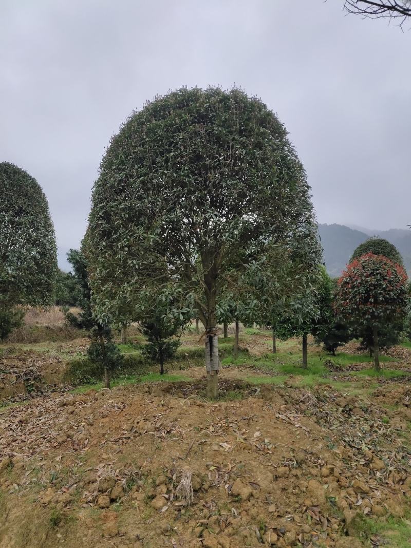 8至10公分修剪移植精品桂花出售