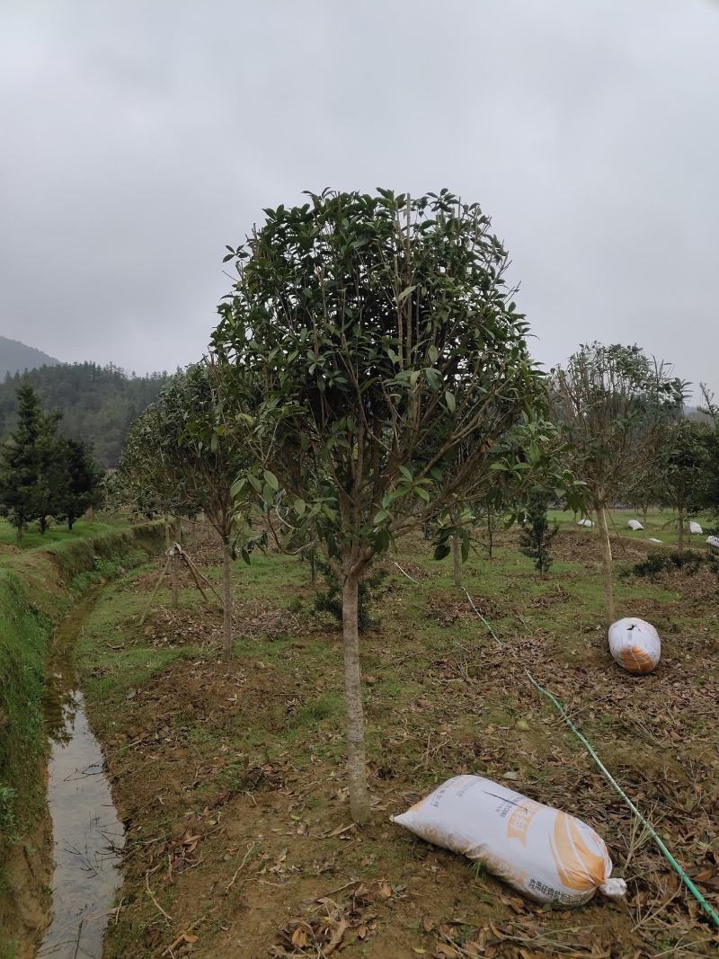 8至10公分修剪移植精品桂花出售