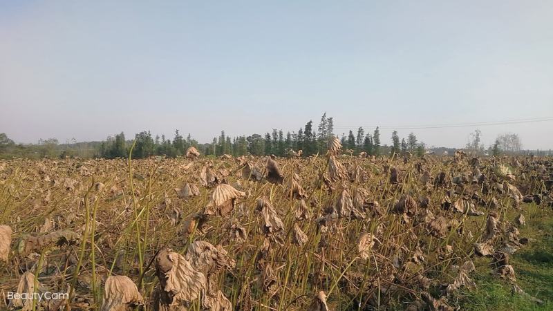 江西宜春樟树市大量供应莲藕