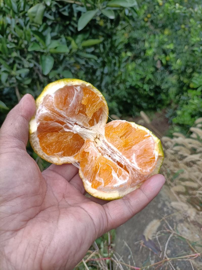 秭归脐橙果冻橙九月红