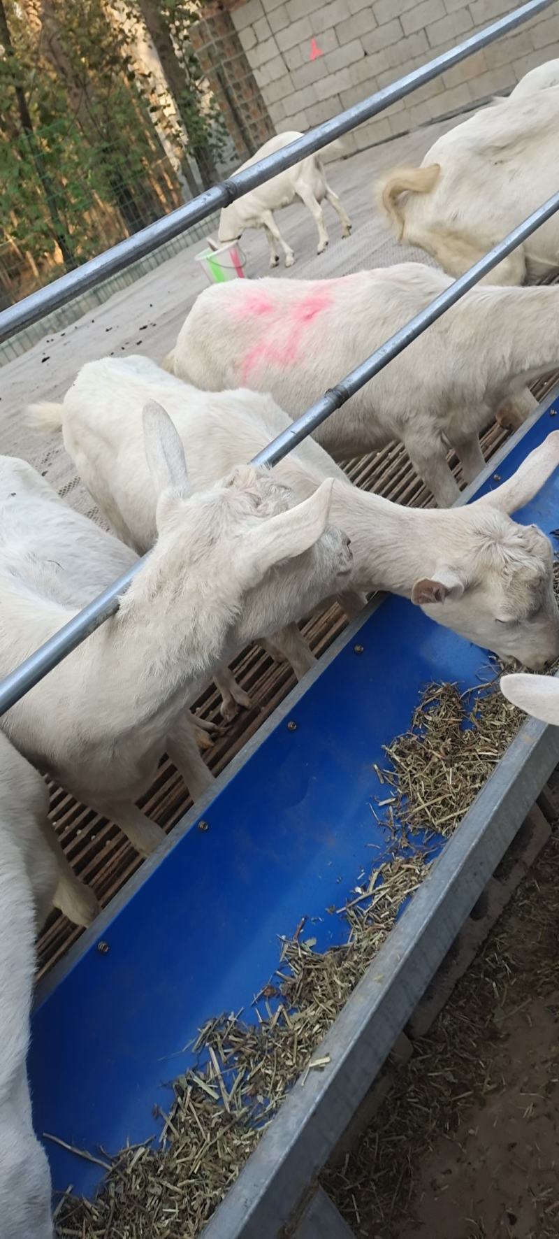 莎能奶山羊，怀孕母羊头胎二胎产奶奶山羊，日产奶10_15