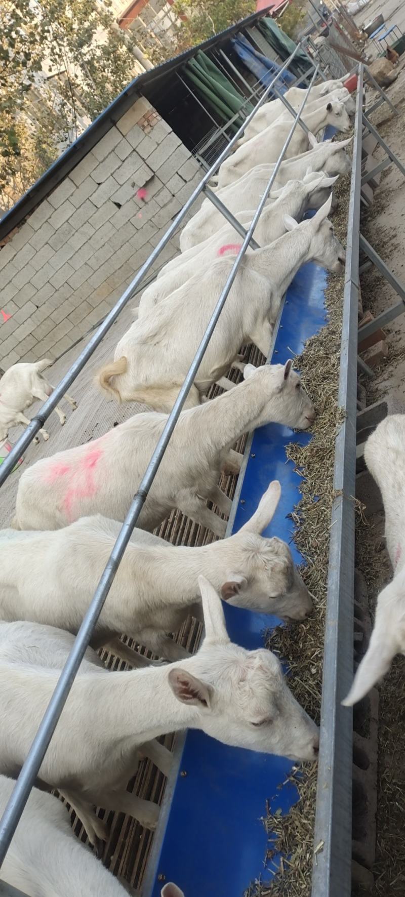 莎能奶山羊，怀孕母羊头胎二胎产奶奶山羊，日产奶10_15