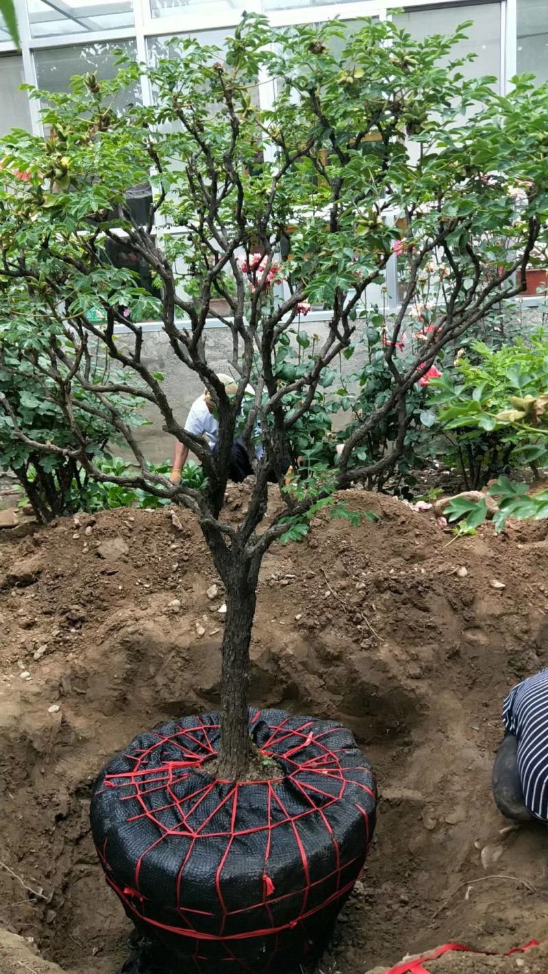 洛阳红深紫色白色深黑色紫瓣色