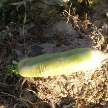 出售水果大罗卜批发量大的联系