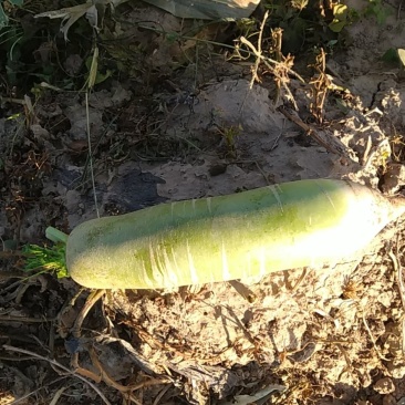 出售水果大罗卜批发量大的联系