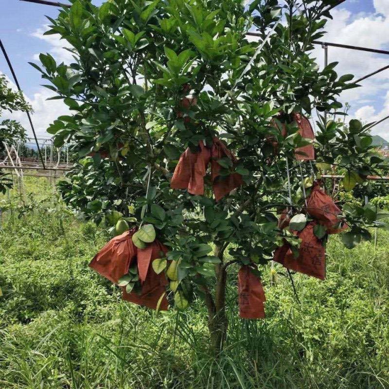 新品泰国暹罗柚子苗嫁接果树苗南北方四季种植红心蜜柚苗
