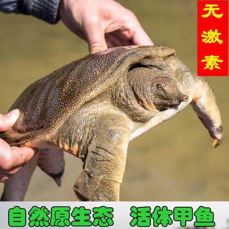 包邮包活！外塘甲鱼，一只包邮到家，生态环境外塘甲鱼