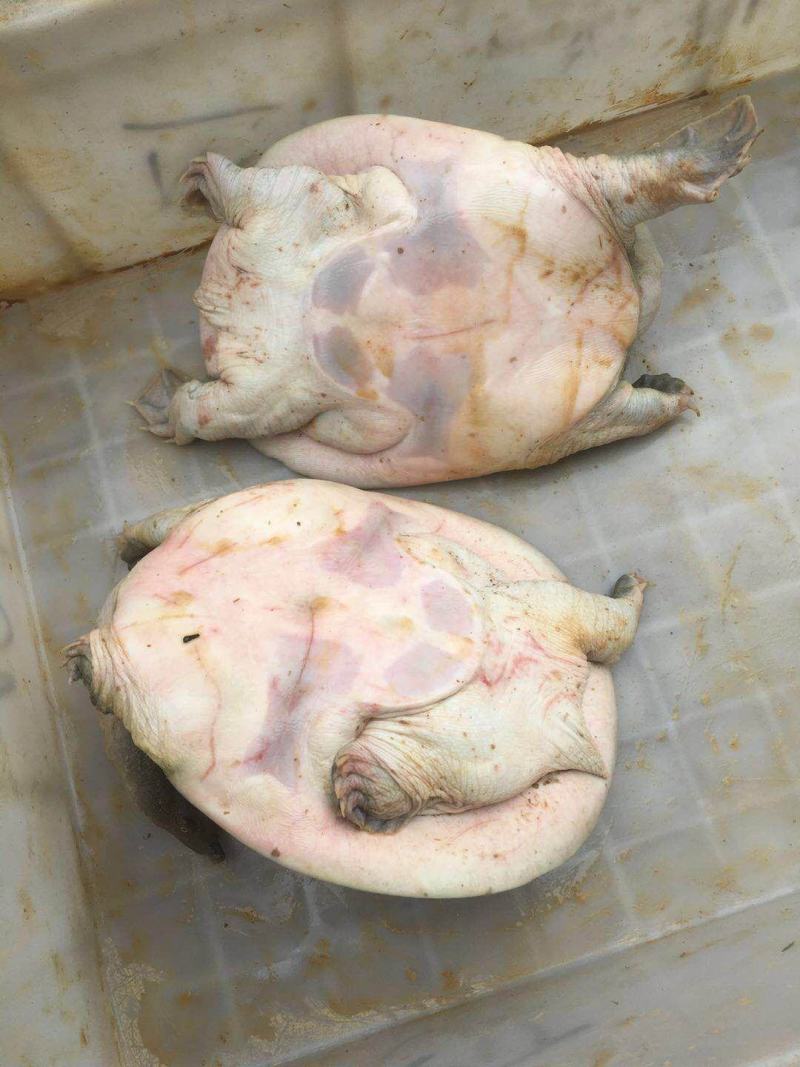 包邮包活！外塘甲鱼，一只包邮到家，生态环境外塘甲鱼