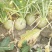 芥菜头5两以上，腌菜，市场可以商超对接，电商