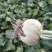 芥菜头5两以上，腌菜，市场可以商超对接，电商