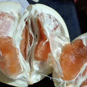 黄肉嫁接柚苗，全国包邮，基地直发保湿发货。