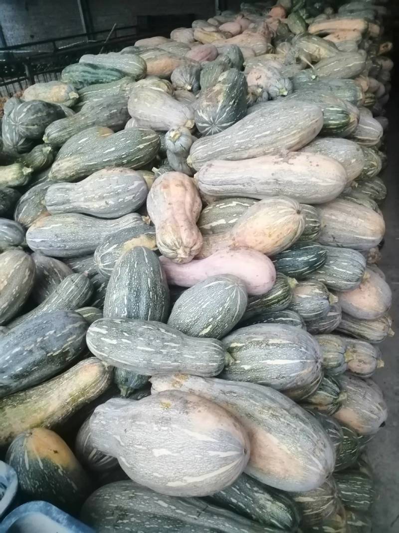 青南瓜加工厂用VS油炸青南瓜大量有货价格美丽需要联系