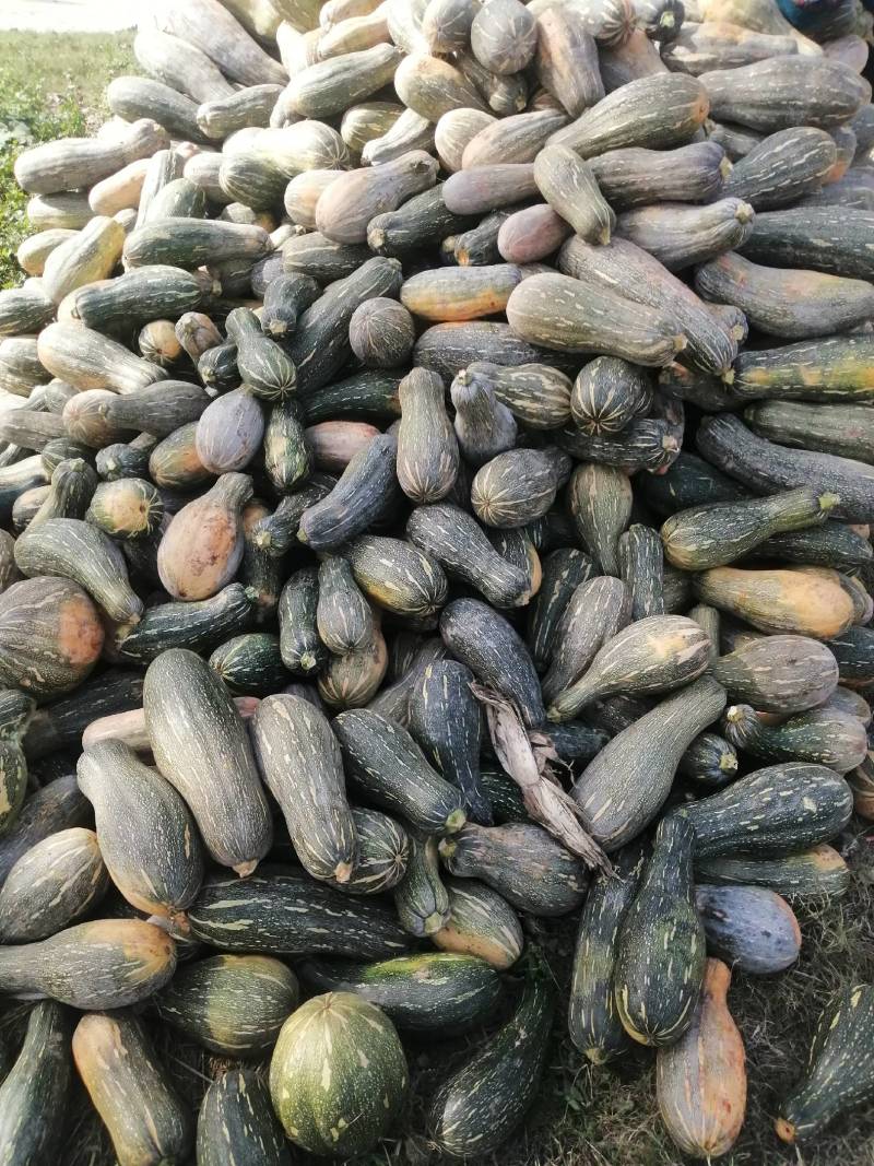 青南瓜加工厂用VS油炸青南瓜大量有货价格美丽需要联系