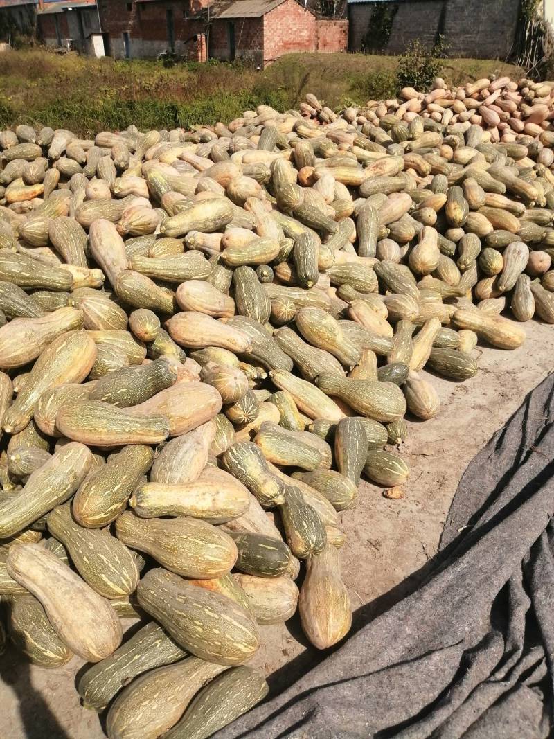 青南瓜加工厂用VS油炸青南瓜大量有货价格美丽需要联系
