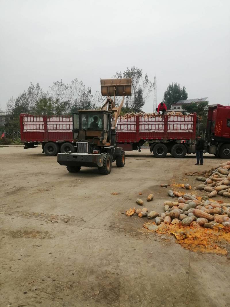 青南瓜加工厂用VS油炸青南瓜大量有货价格美丽需要联系