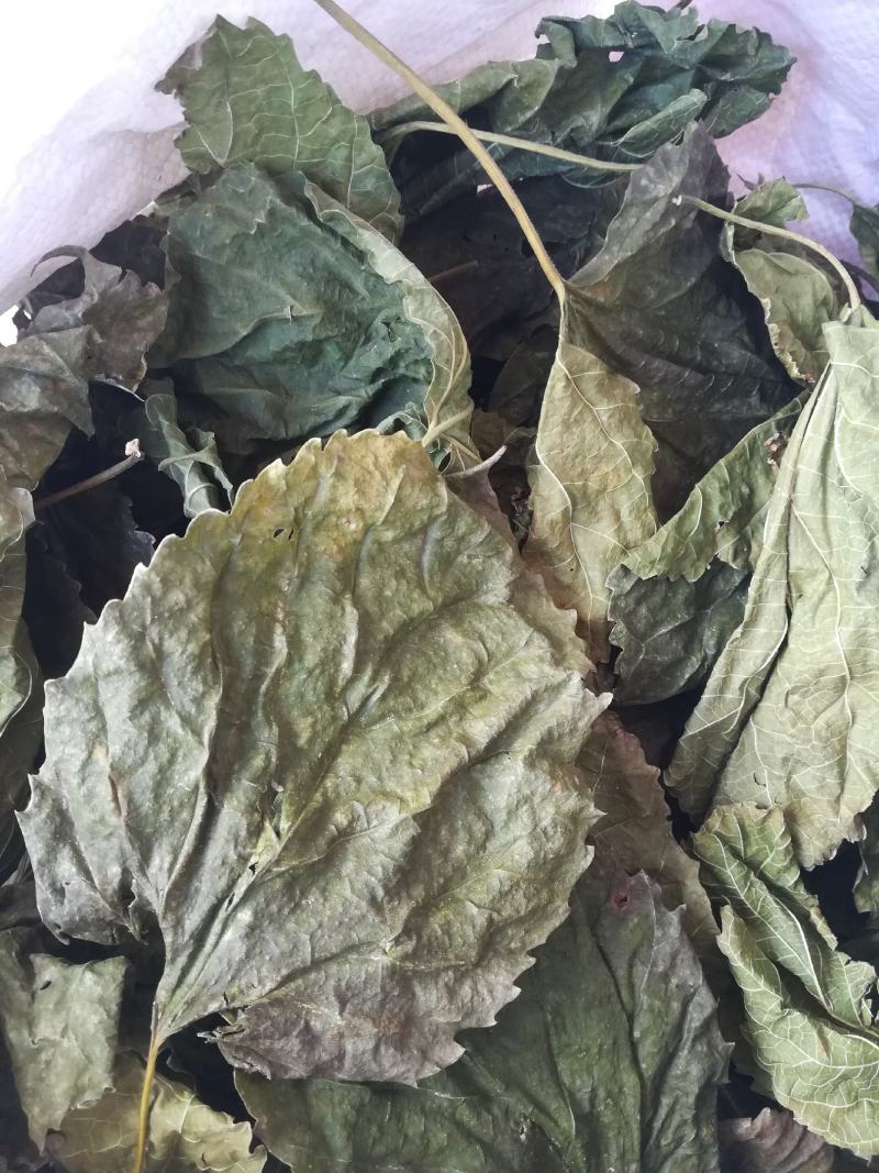 冬桑叶霜后干桑叶三高茶