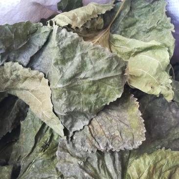 冬桑叶霜后干桑叶三高茶