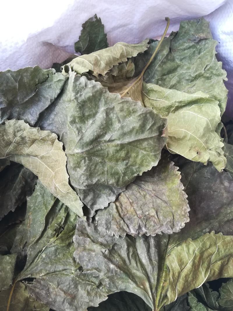 冬桑叶霜后干桑叶三高茶